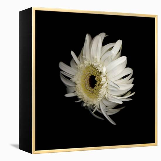 Daisy 8: Floating White Gerbera Daisy-Doris Mitsch-Framed Premier Image Canvas