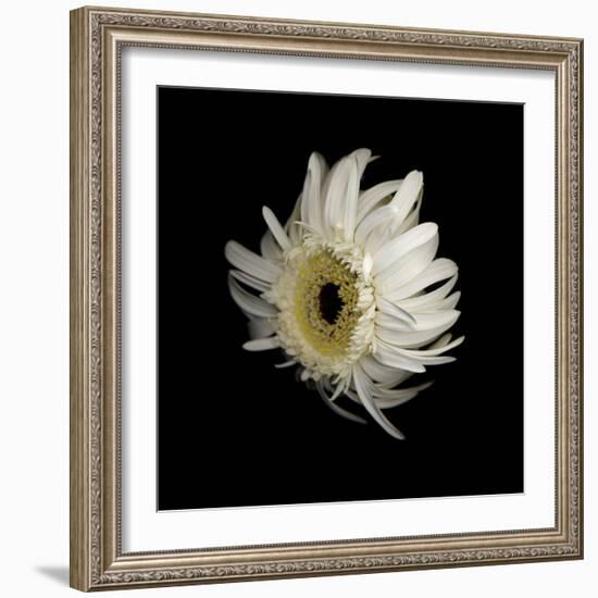 Daisy 8: Floating White Gerbera Daisy-Doris Mitsch-Framed Photographic Print