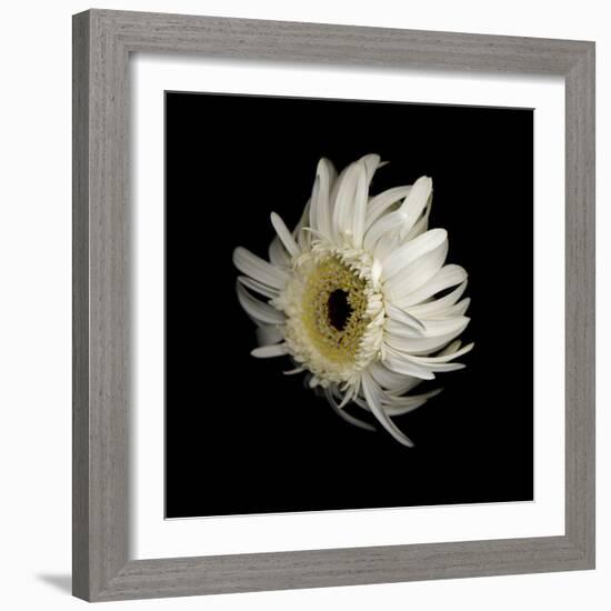 Daisy 8: Floating White Gerbera Daisy-Doris Mitsch-Framed Photographic Print