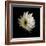 Daisy 8: Floating White Gerbera Daisy-Doris Mitsch-Framed Photographic Print