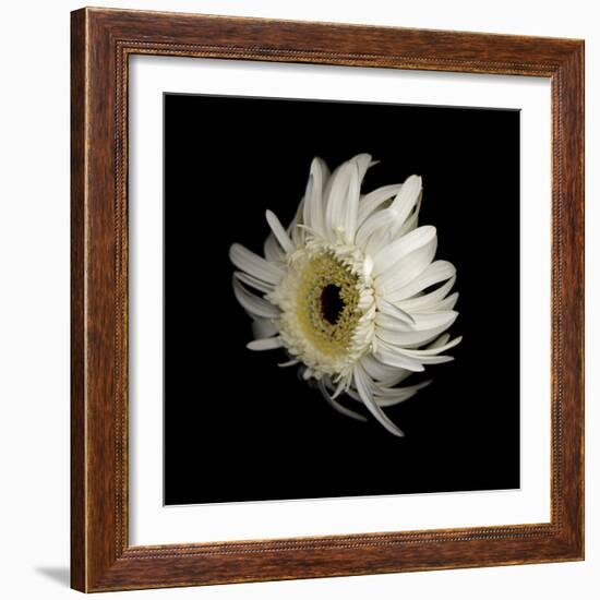 Daisy 8: Floating White Gerbera Daisy-Doris Mitsch-Framed Photographic Print