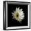 Daisy 8: Floating White Gerbera Daisy-Doris Mitsch-Framed Photographic Print