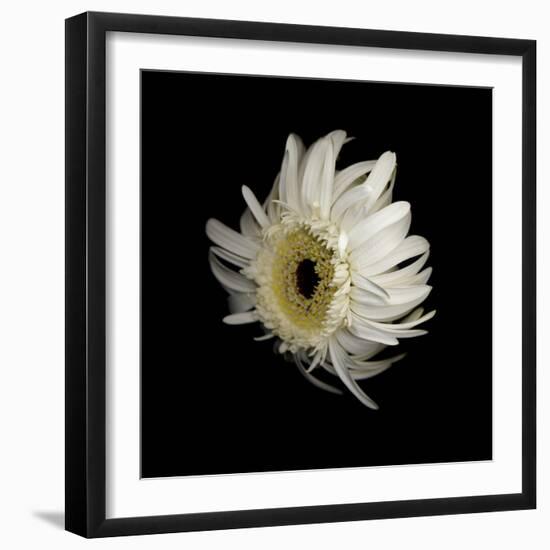 Daisy 8: Floating White Gerbera Daisy-Doris Mitsch-Framed Photographic Print