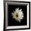 Daisy 8: Floating White Gerbera Daisy-Doris Mitsch-Framed Photographic Print