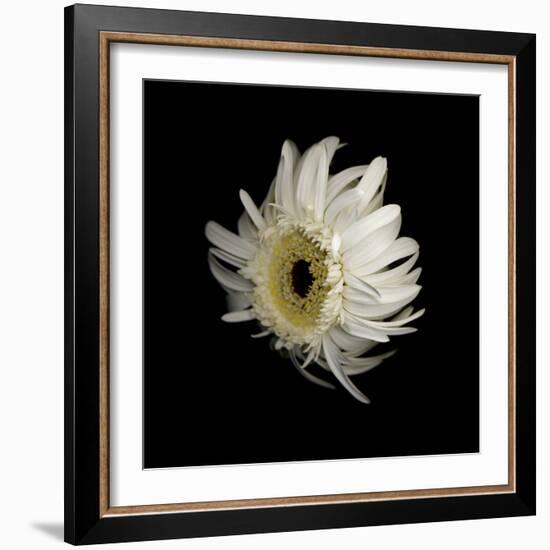 Daisy 8: Floating White Gerbera Daisy-Doris Mitsch-Framed Photographic Print