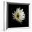 Daisy 8: Floating White Gerbera Daisy-Doris Mitsch-Framed Photographic Print