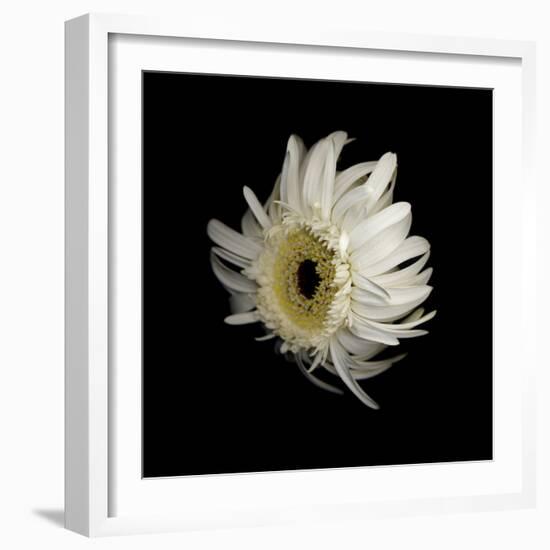 Daisy 8: Floating White Gerbera Daisy-Doris Mitsch-Framed Photographic Print