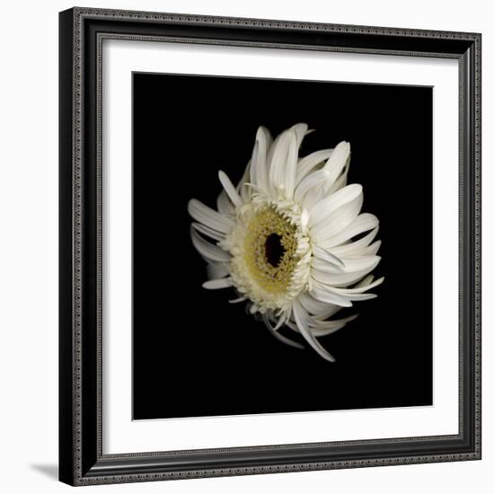 Daisy 8: Floating White Gerbera Daisy-Doris Mitsch-Framed Photographic Print