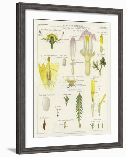 Daisy and Dandelion-null-Framed Giclee Print