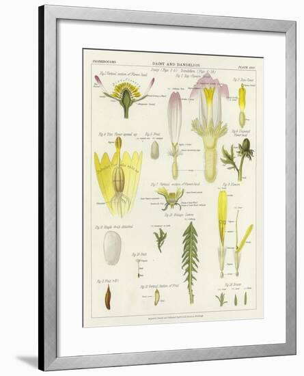 Daisy and Dandelion-null-Framed Giclee Print