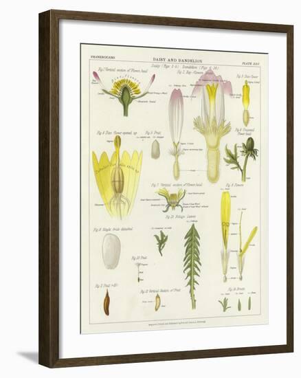 Daisy and Dandelion-null-Framed Giclee Print