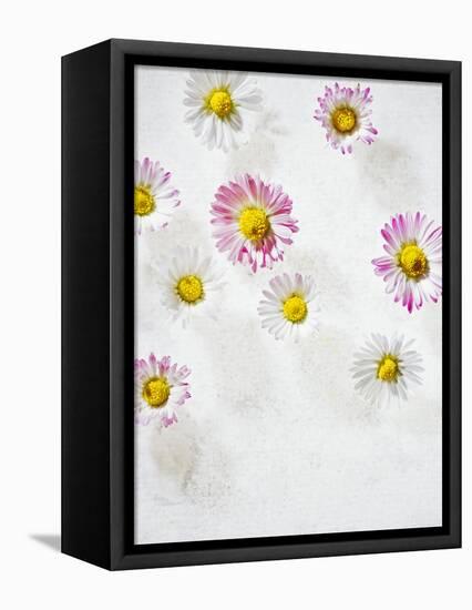 Daisy, Bellis Perennis, Blossoms, Pink, Red, White-Axel Killian-Framed Premier Image Canvas