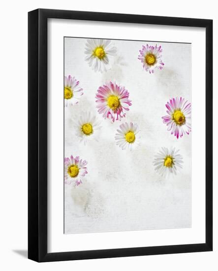 Daisy, Bellis Perennis, Blossoms, Pink, Red, White-Axel Killian-Framed Photographic Print