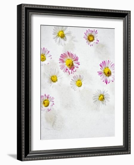 Daisy, Bellis Perennis, Blossoms, Pink, Red, White-Axel Killian-Framed Photographic Print