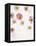 Daisy, Bellis Perennis, Blossoms, Pink, Red, White-Axel Killian-Framed Premier Image Canvas