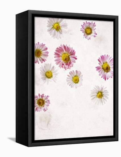 Daisy, Bellis Perennis, Blossoms, Pink, Red, White-Axel Killian-Framed Premier Image Canvas