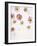 Daisy, Bellis Perennis, Blossoms, Pink, Red, White-Axel Killian-Framed Photographic Print