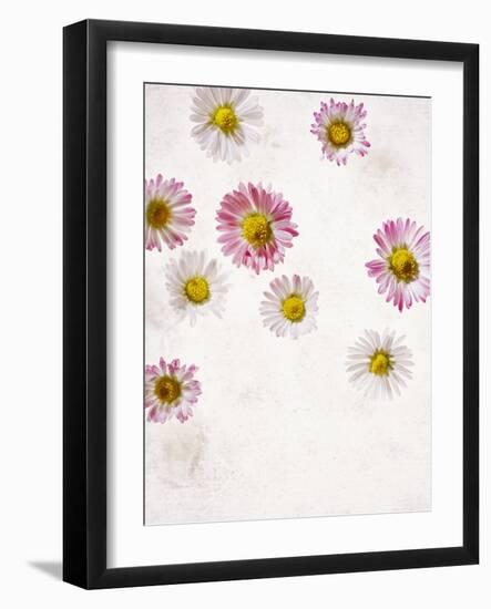 Daisy, Bellis Perennis, Blossoms, Pink, Red, White-Axel Killian-Framed Photographic Print