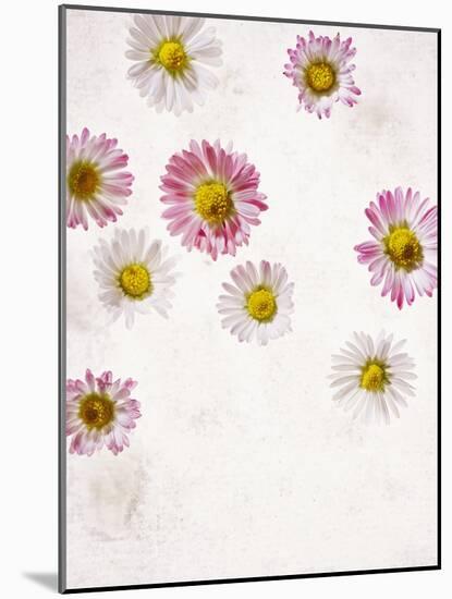 Daisy, Bellis Perennis, Blossoms, Pink, Red, White-Axel Killian-Mounted Photographic Print