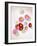 Daisy, Bellis Perennis, Blossoms, Pink, White, Red-Axel Killian-Framed Photographic Print