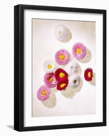 Daisy, Bellis Perennis, Blossoms, Pink, White, Red-Axel Killian-Framed Photographic Print