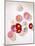 Daisy, Bellis Perennis, Blossoms, Pink, White, Red-Axel Killian-Mounted Photographic Print