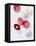 Daisy, Bellis Perennis, Blossoms, Pink, White, Red-Axel Killian-Framed Premier Image Canvas