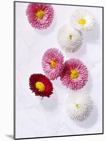 Daisy, Bellis Perennis, Blossoms, Pink, White, Red-Axel Killian-Mounted Photographic Print