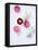 Daisy, Bellis Perennis, Blossoms, Pink, White, Red-Axel Killian-Framed Premier Image Canvas