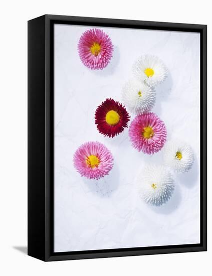 Daisy, Bellis Perennis, Blossoms, Pink, White, Red-Axel Killian-Framed Premier Image Canvas