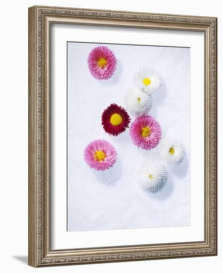 Daisy, Bellis Perennis, Blossoms, Pink, White, Red-Axel Killian-Framed Photographic Print