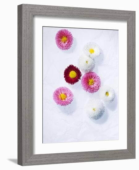 Daisy, Bellis Perennis, Blossoms, Pink, White, Red-Axel Killian-Framed Photographic Print