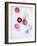 Daisy, Bellis Perennis, Blossoms, Pink, White, Red-Axel Killian-Framed Photographic Print