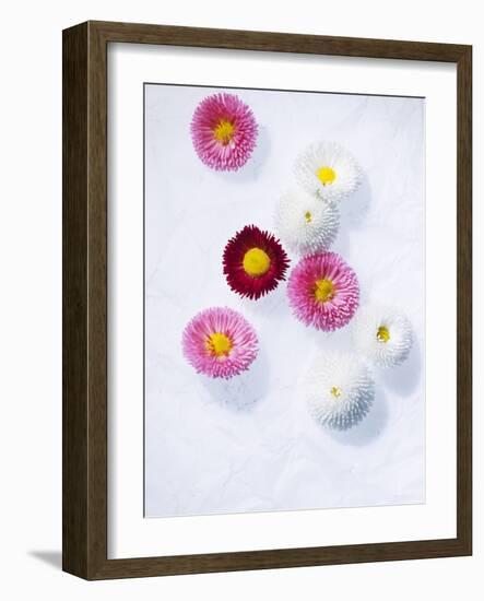 Daisy, Bellis Perennis, Blossoms, Pink, White, Red-Axel Killian-Framed Photographic Print