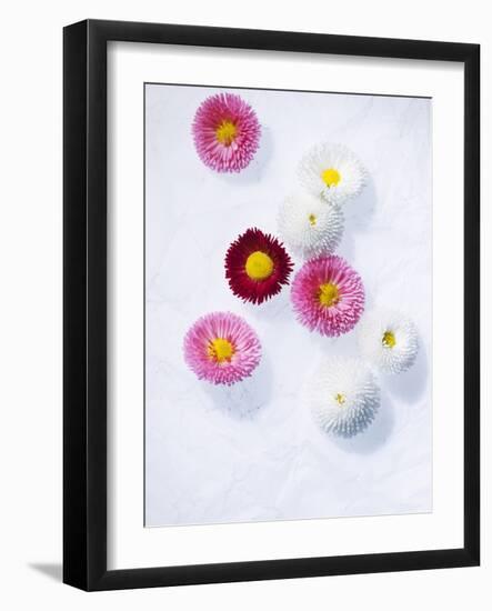 Daisy, Bellis Perennis, Blossoms, Pink, White, Red-Axel Killian-Framed Photographic Print