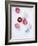 Daisy, Bellis Perennis, Blossoms, Pink, White, Red-Axel Killian-Framed Photographic Print