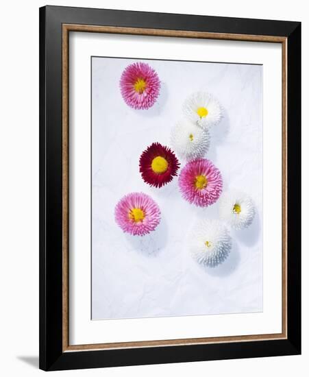 Daisy, Bellis Perennis, Blossoms, Pink, White, Red-Axel Killian-Framed Photographic Print