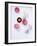 Daisy, Bellis Perennis, Blossoms, Pink, White, Red-Axel Killian-Framed Photographic Print