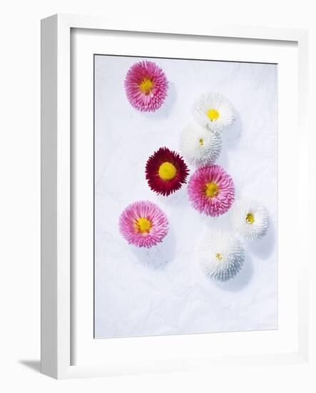 Daisy, Bellis Perennis, Blossoms, Pink, White, Red-Axel Killian-Framed Photographic Print