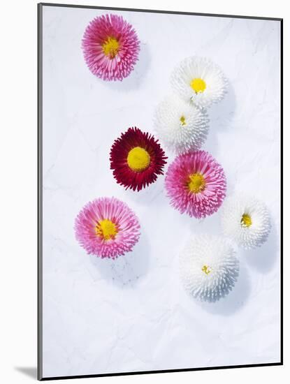 Daisy, Bellis Perennis, Blossoms, Pink, White, Red-Axel Killian-Mounted Photographic Print