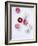 Daisy, Bellis Perennis, Blossoms, Pink, White, Red-Axel Killian-Framed Photographic Print