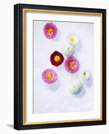 Daisy, Bellis Perennis, Blossoms, Pink, White, Red-Axel Killian-Framed Photographic Print
