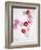 Daisy, Bellis Perennis, Blossoms, Pink, White, Red-Axel Killian-Framed Photographic Print