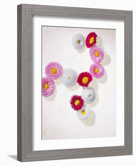 Daisy, Bellis Perennis, Blossoms, Pink, White, Red-Axel Killian-Framed Photographic Print