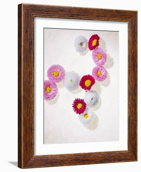 Daisy, Bellis Perennis, Blossoms, Pink, White, Red-Axel Killian-Framed Photographic Print