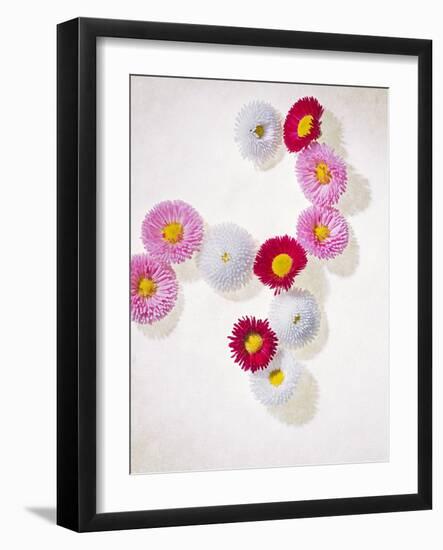 Daisy, Bellis Perennis, Blossoms, Pink, White, Red-Axel Killian-Framed Photographic Print