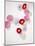 Daisy, Bellis Perennis, Blossoms, Pink, White, Red-Axel Killian-Mounted Photographic Print