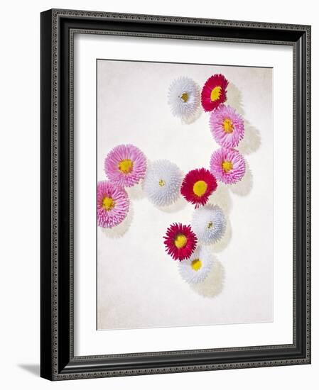 Daisy, Bellis Perennis, Blossoms, Pink, White, Red-Axel Killian-Framed Photographic Print