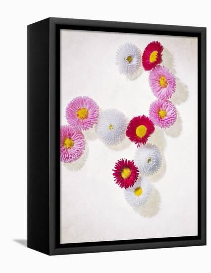 Daisy, Bellis Perennis, Blossoms, Pink, White, Red-Axel Killian-Framed Premier Image Canvas