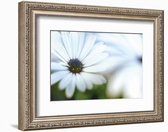 Daisy Blue I-Karin Connolly-Framed Premium Giclee Print